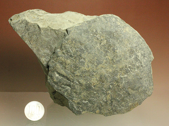 二本木コレクション。北海道産ギガントカプルス・ギガンティウス（イノセラスムの断片化石付）（その16）