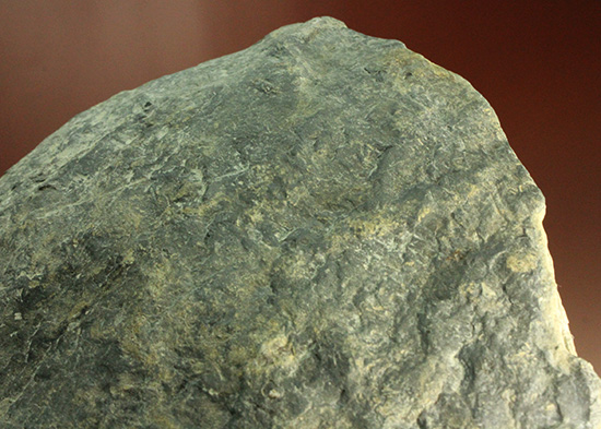 二本木コレクション。北海道産ギガントカプルス・ギガンティウス（イノセラスムの断片化石付）（その2）
