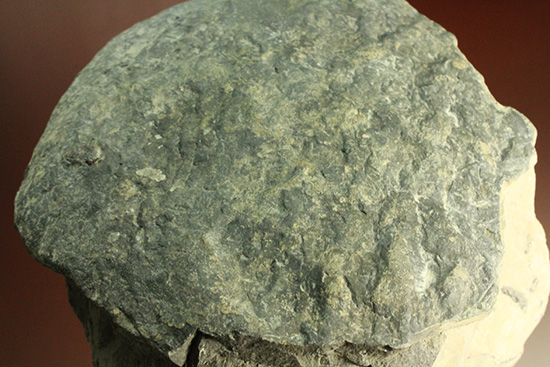 二本木コレクション。北海道産ギガントカプルス・ギガンティウス（イノセラスムの断片化石付）（その3）