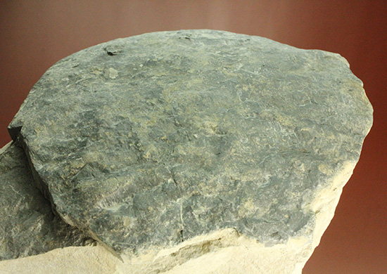 二本木コレクション。北海道産ギガントカプルス・ギガンティウス（イノセラスムの断片化石付）（その4）
