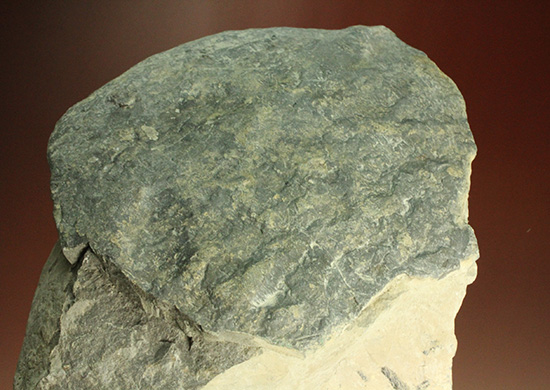二本木コレクション。北海道産ギガントカプルス・ギガンティウス（イノセラスムの断片化石付）（その5）