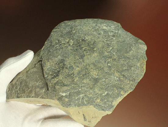 二本木コレクション。北海道産ギガントカプルス・ギガンティウス（イノセラスムの断片化石付）（その6）