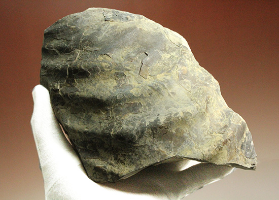 二本木コレクション。北海道産ギガントカプルス・ギガンティウス（イノセラスムの断片化石付）（その7）