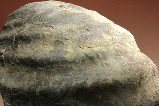 二本木コレクション。北海道産ギガントカプルス・ギガンティウス（イノセラスムの断片化石付）（その8）