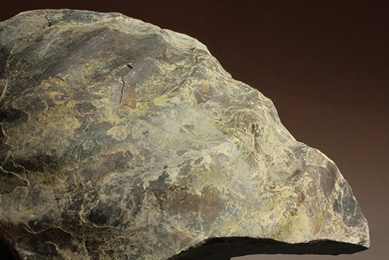 二本木コレクション。北海道産ギガントカプルス・ギガンティウス（イノセラスムの断片化石付）（その9）