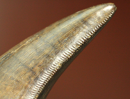 2015年夏、米国ランス層にて採集されたティラノサウルス・レックスの幼体の歯化石（その11）