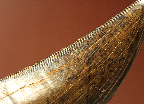 2015年夏、米国ランス層にて採集されたティラノサウルス・レックスの幼体の歯化石（その12）