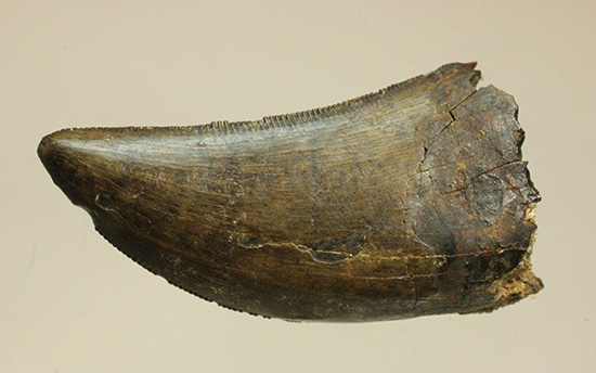 2015年夏、米国ランス層にて採集されたティラノサウルス・レックスの幼体の歯化石（その15）