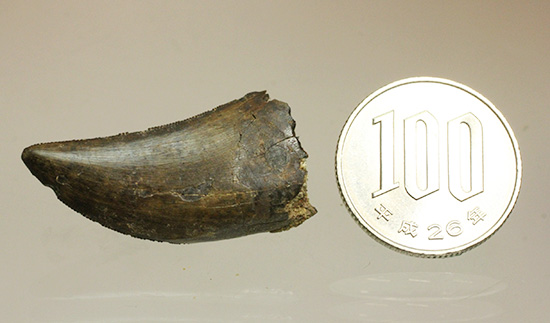 2015年夏、米国ランス層にて採集されたティラノサウルス・レックスの幼体の歯化石（その16）