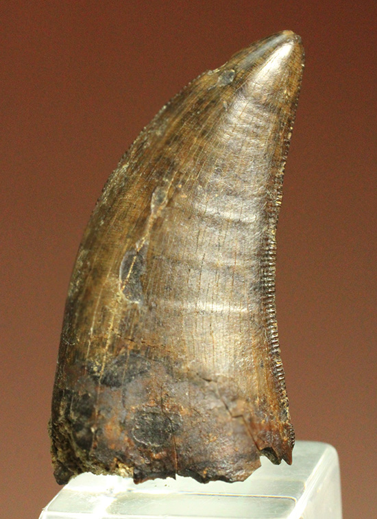 2015年夏、米国ランス層にて採集されたティラノサウルス・レックスの幼体の歯化石（その2）