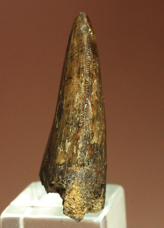 2015年夏、米国ランス層にて採集されたティラノサウルス・レックスの幼体の歯化石（その3）