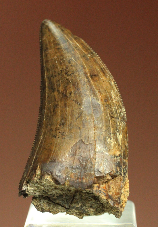 2015年夏、米国ランス層にて採集されたティラノサウルス・レックスの幼体の歯化石（その4）