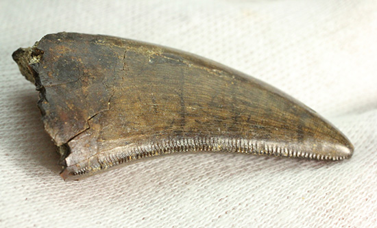 2015年夏、米国ランス層にて採集されたティラノサウルス・レックスの幼体の歯化石（その9）