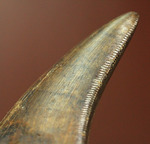 2015年夏、米国ランス層にて採集されたティラノサウルス・レックスの幼体の歯化石