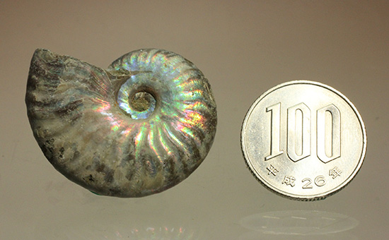 ホワイトの色調で虹色に輝く、マダガスカル産光るアンモナイト