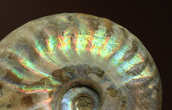 ホワイトの色調で虹色に輝く、マダガスカル産光るアンモナイト(Ammonite)（その7）