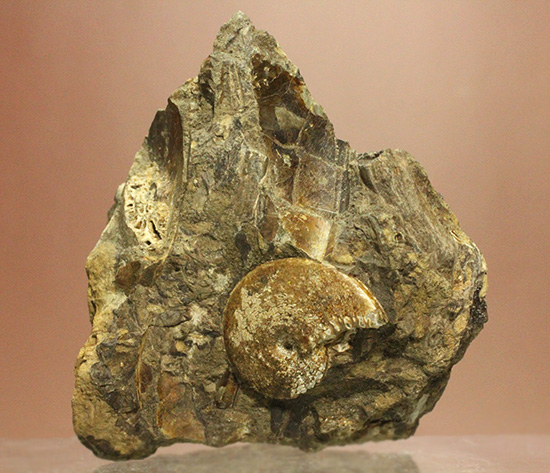 二本木コレクション！白亜紀カンパニアン期メタプラセンチセラス（その1）