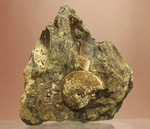 二本木コレクション！白亜紀カンパニアン期メタプラセンチセラス