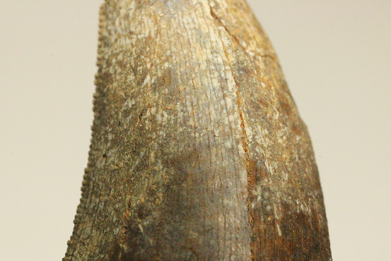 2015年夏採集標本。ティラノサウルス・レックスの幼体の歯化石（その13）