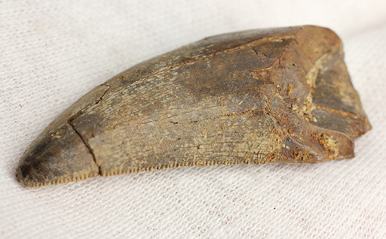 2015年夏採集標本。ティラノサウルス・レックスの幼体の歯化石（その14）