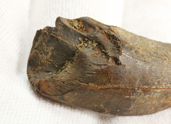 2015年夏採集標本。ティラノサウルス・レックスの幼体の歯化石（その4）
