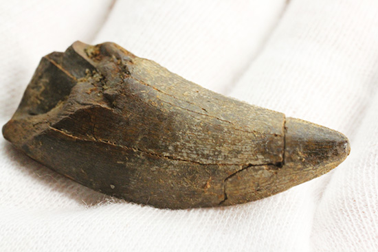 2015年夏採集標本。ティラノサウルス・レックスの幼体の歯化石（その5）