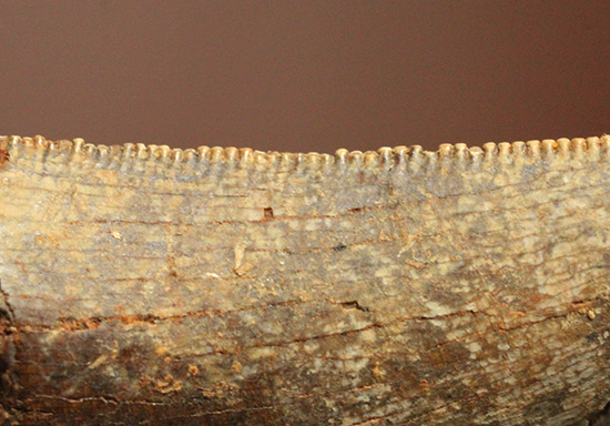 2015年夏採集標本。ティラノサウルス・レックスの幼体の歯化石（その6）