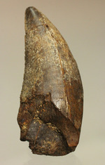 2015年夏採集標本。ティラノサウルス・レックスの幼体の歯化石