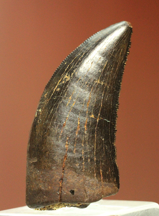 良形、漆黒のアルバートサウルスの幼生の歯化石 (Albertosaurus) （その1）