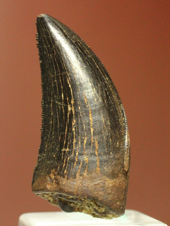 良形、漆黒のアルバートサウルスの幼生の歯化石 (Albertosaurus) （その13）