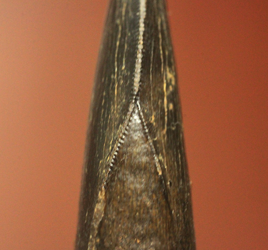 良形、漆黒のアルバートサウルスの幼生の歯化石 (Albertosaurus) （その15）