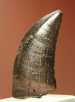 良形、漆黒のアルバートサウルスの幼生の歯化石 (Albertosaurus) 