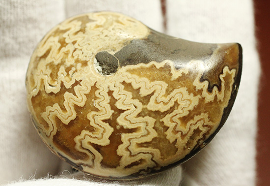 昭和の香りのする懐古的標本。二本木コレクション！アンモナイト化石と有孔虫化石のボウタイ豪華7点セット（その17）