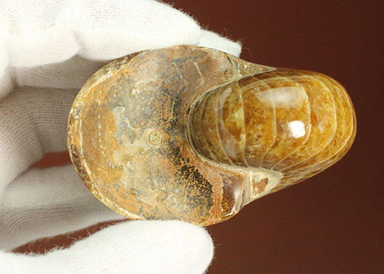 厳選仕入れならではの良形標本。​マダガスカル産オウムガイの化石。（その16）