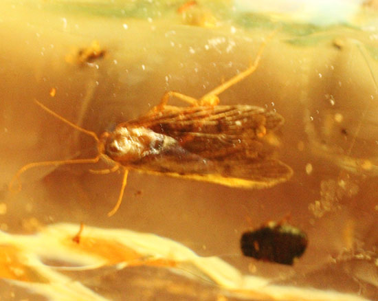 様々な種類の虫を内包したマダガスカル産コーパル。ルーペでお楽しみ下さい。(その12)