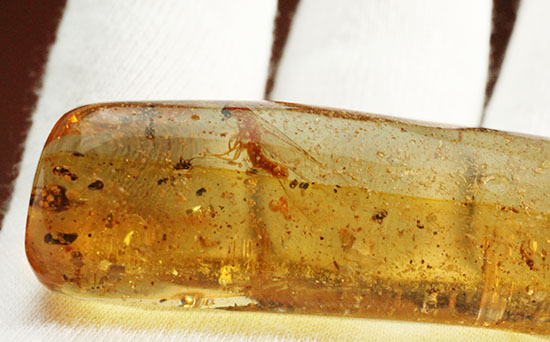 大きな羽虫を内包した​マダガスカル産コーパル（若い琥珀のこと） 化石