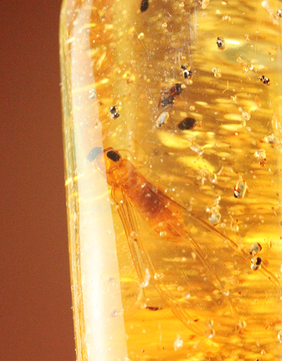 大きな羽虫を内包した​マダガスカル産コーパル（若い琥珀のこと） 化石