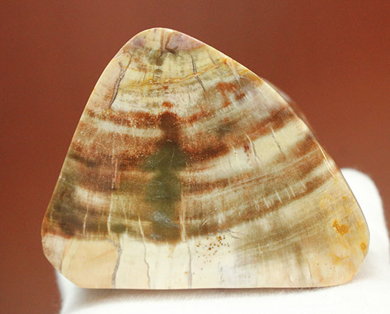 その美しさに目を奪われる、芸術的なブロック状の珪化木（けいかぼく