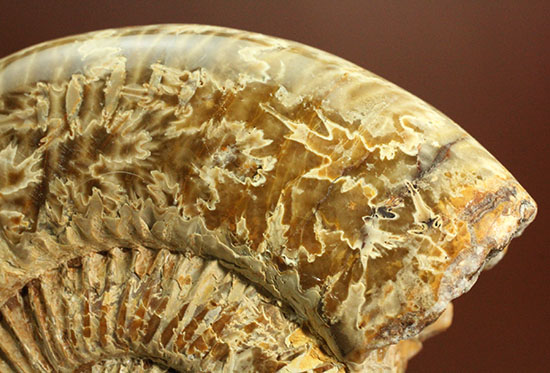 ジュラ紀後期を代表するアンモナイト、ペリスフィンクテス(Perisphinctes sp.)の縫合線標本（その13）