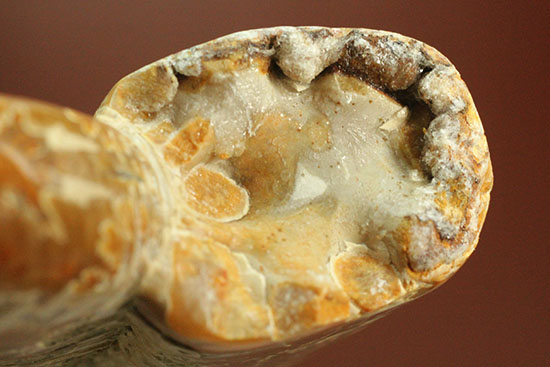ジュラ紀後期を代表するアンモナイト、ペリスフィンクテス(Perisphinctes sp.)の縫合線標本（その14）