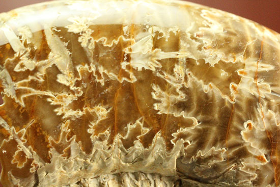 ジュラ紀後期を代表するアンモナイト、ペリスフィンクテス(Perisphinctes sp.)の縫合線標本（その3）
