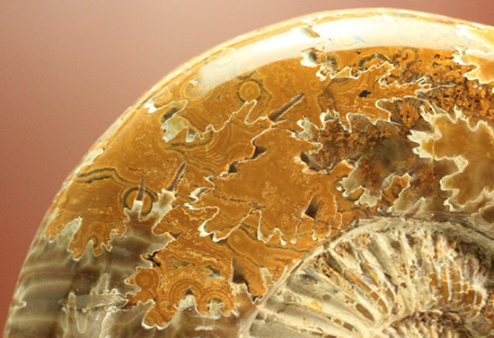 ジュラ紀後期を代表するアンモナイト、ペリスフィンクテス(Perisphinctes sp.)の縫合線標本（その4）