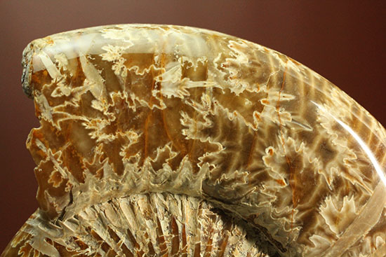 ジュラ紀後期を代表するアンモナイト、ペリスフィンクテス(Perisphinctes sp.)の縫合線標本（その5）