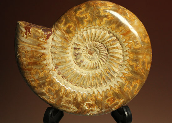 縫合線と肋(ろく)が共存している珍しいペリスフィンクテス(Perisphinctes sp.)の標本(その1)