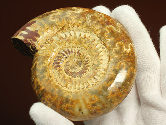 縫合線と肋(ろく)が共存している珍しいペリスフィンクテス(Perisphinctes sp.)の標本(その10)
