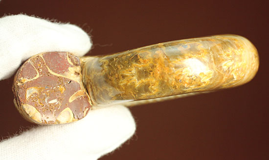 縫合線と​肋（ろく）が共存している珍しいペリスフィンクテス(Perisphinctes sp.)の標本（その11）