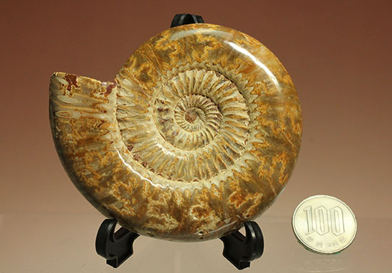 縫合線と肋(ろく)が共存している珍しいペリスフィンクテス(Perisphinctes sp.)の標本(その14)
