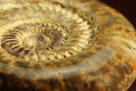 縫合線と肋(ろく)が共存している珍しいペリスフィンクテス(Perisphinctes sp.)の標本(その2)