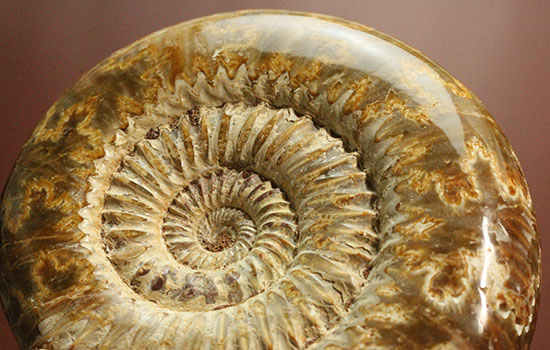 縫合線と肋(ろく)が共存している珍しいペリスフィンクテス(Perisphinctes sp.)の標本(その3)