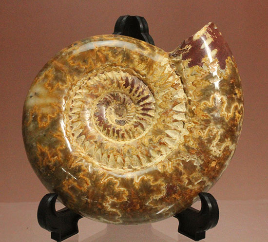 縫合線と肋(ろく)が共存している珍しいペリスフィンクテス(Perisphinctes sp.)の標本(その4)